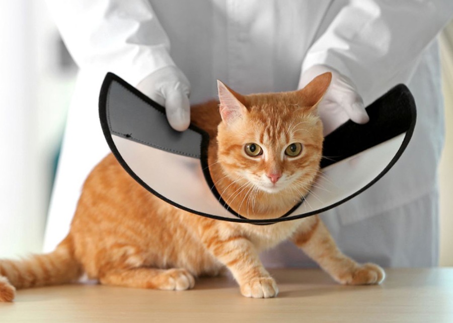 a cat wearing a cone