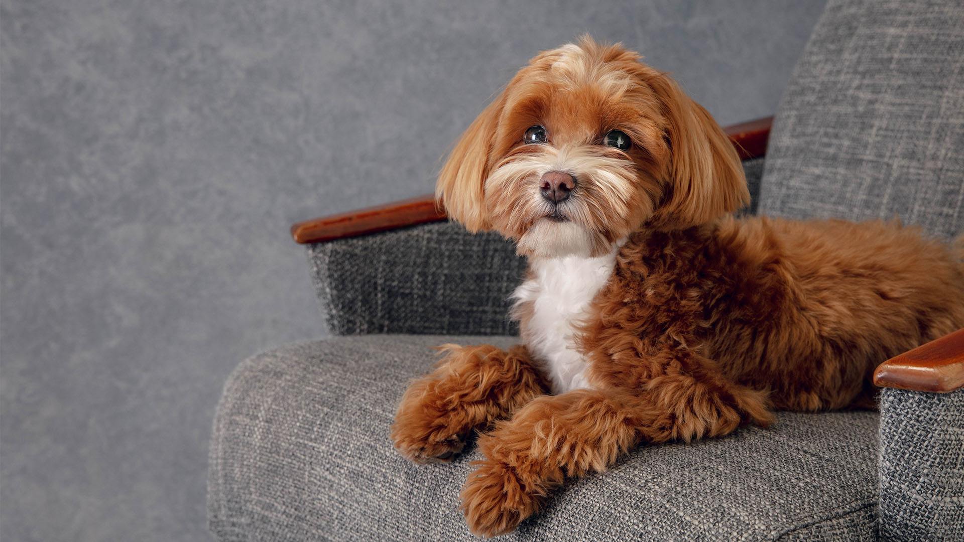 Microchip Identification | Animal Medical Center Of Reno