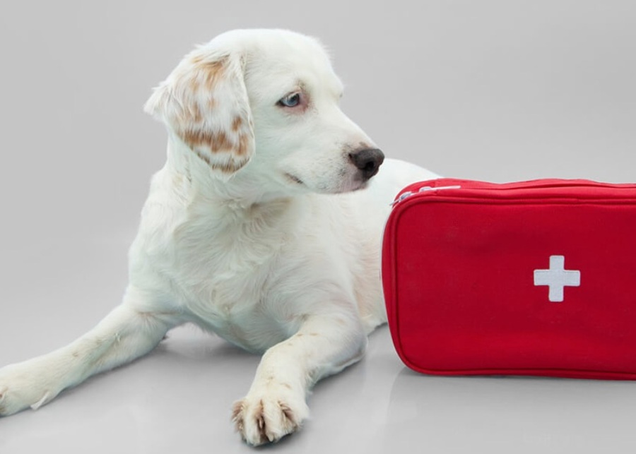 a dog lying next to a red bag