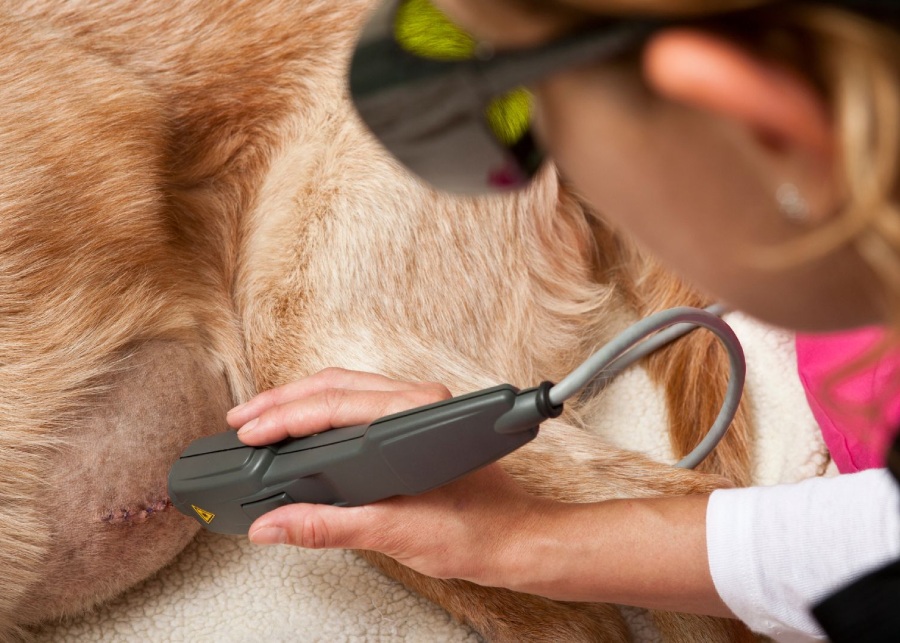 a vet using a laser to treat the skin of a dog