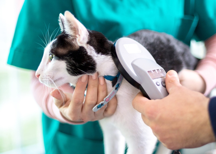 a cat being examined by a veterinarian