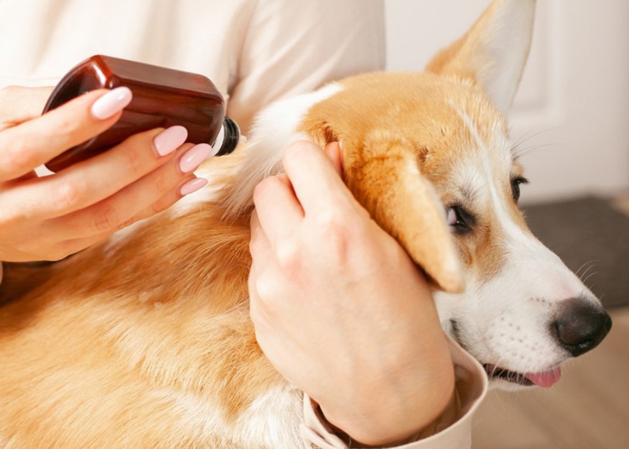 a person spraying a dog's ear