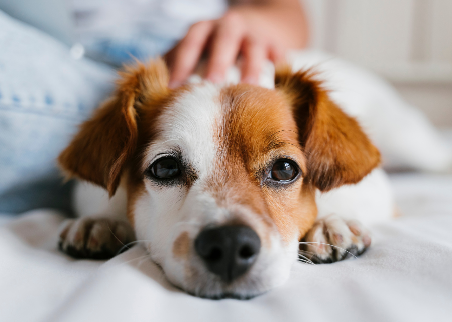 a dog with a stethoscope around its neck