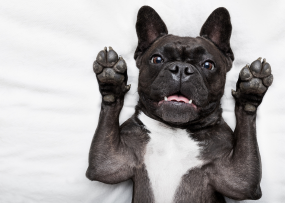 vet checking dog teeth